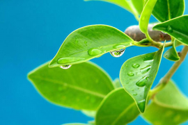 人参娃娃的神奇传说 人参娃娃的神奇传说