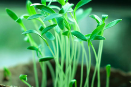 益生菌的种类及其重要性